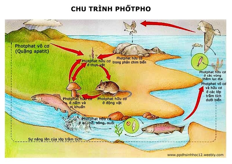 chu-trinh-phot-pho