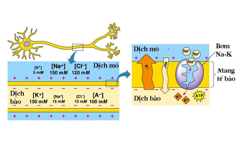 Điện Thế Nghỉ: Tìm Hiểu Chi Tiết Cơ Chế Hình Thành Và Ứng Dụng Thực Tiễn