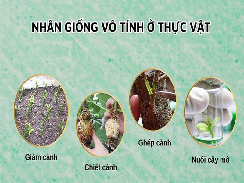 sinh-san-vo-tinh-o-thuc-vat-4