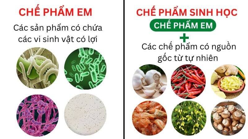 che-pham-sinh-hoc-4