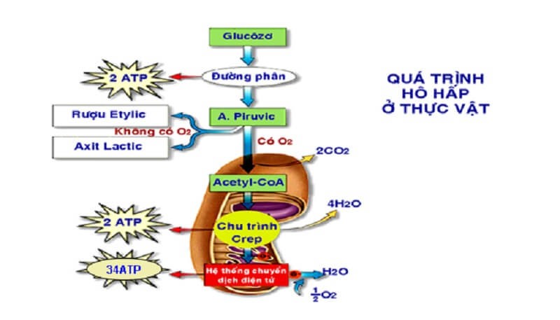 Hô Hấp Hiếu Khí: Quá Trình Sống Còn và Vai Trò Quan Trọng Trong Cơ Thể