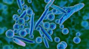 Vi khuẩn Mycoplasma gây nên những bệnh gì? Có nguy cơ lây nhiễm hay không?