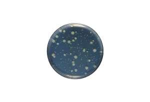 Yeast Extract agar acc. ISO 6222 GranuCult™