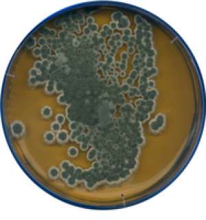 Malt extract agar for microbiology