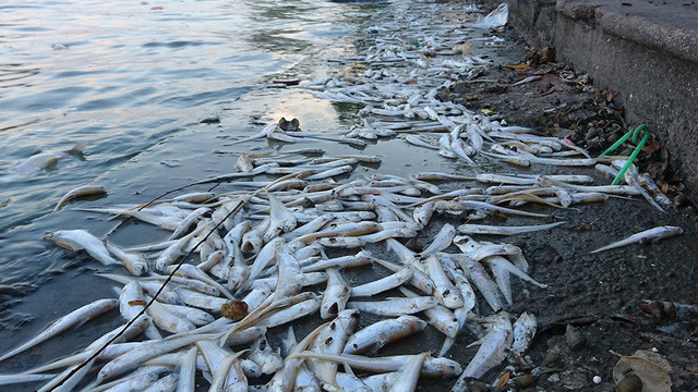 Ô nhiễm nguồn nước khiến cá chết hàng loạt