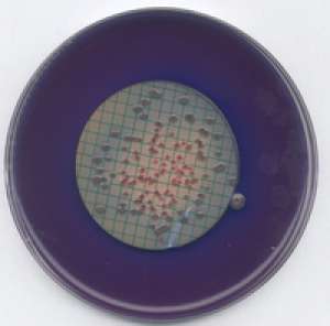 M FC agar for microbiology Merck