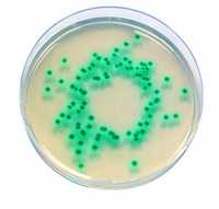 Enterobacter Sakazakii Agar for microbiology Chromocult® 100g Merck