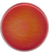 MacCONKEY agar for the isolation of Salmonella, Shigella and coliform bacteria (According harm. EP/USP/JP) 5kg Merck