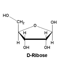 D(-)-Ribose for biochemistry Merck