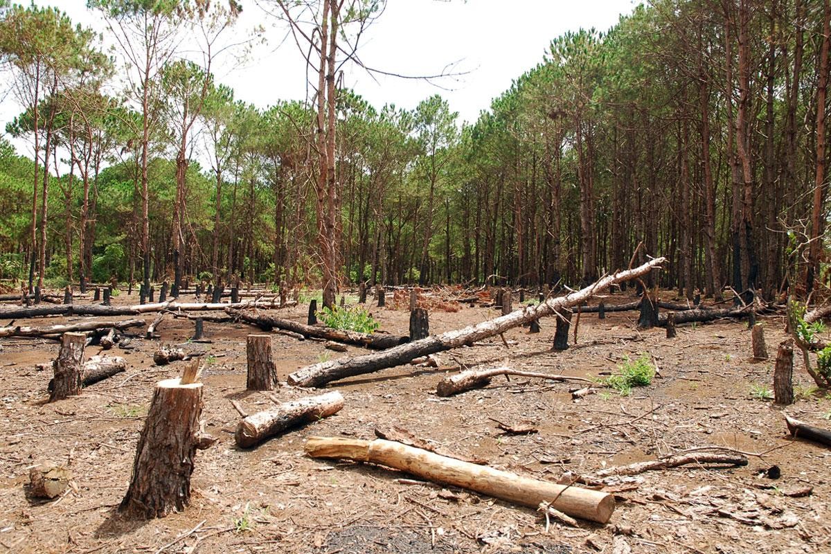 Nạn phá rừng bừa bãi - mất đi lá phổi xanh của thế giới