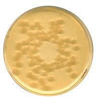 Tryptic Soy (CASO) broth irradiated Casein-peptone soymeal-peptone broth USP for microbiology 5kg Merck