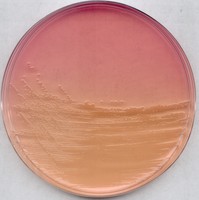 ENDO agar for microbiology Merck