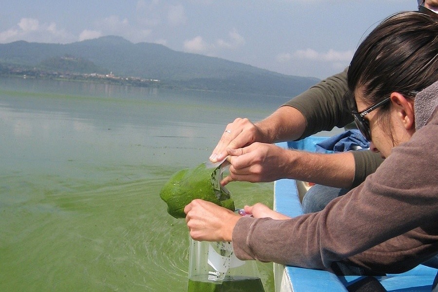 Thuốc tím dùng để xử lý nước nuôi thủy sản, diệt tảo