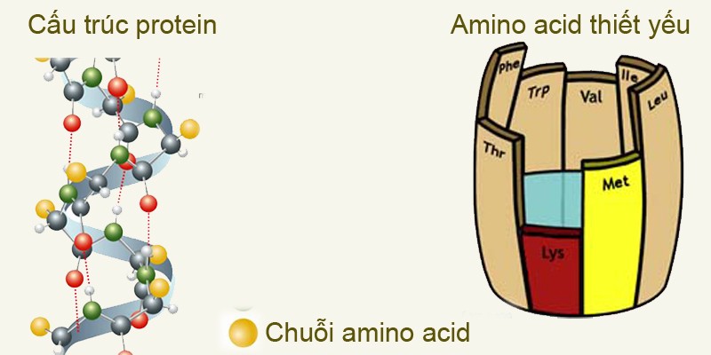 Kiến thức về gốc a- amino axit và tác dụng của chúng