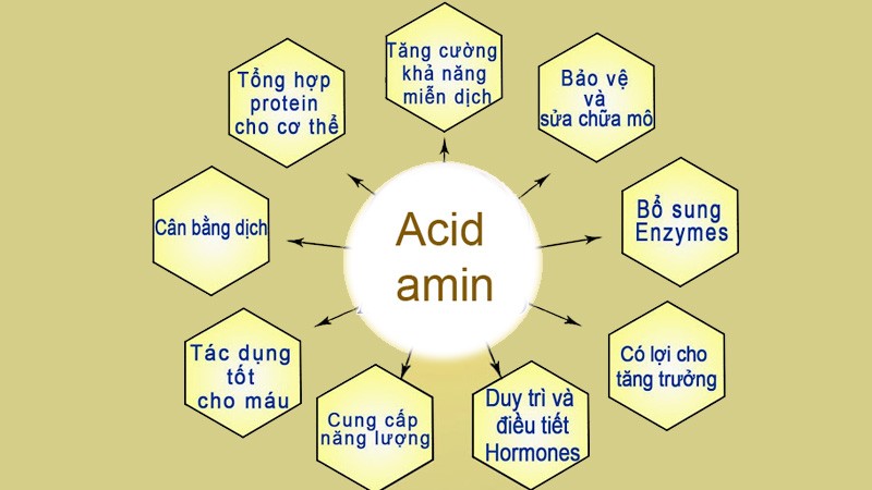 Điều chế amino axit bằng cách nào?