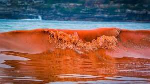 Thủy triều đỏ nguy hiểm như thế nào? Tổng hợp thông tin cần lưu ý