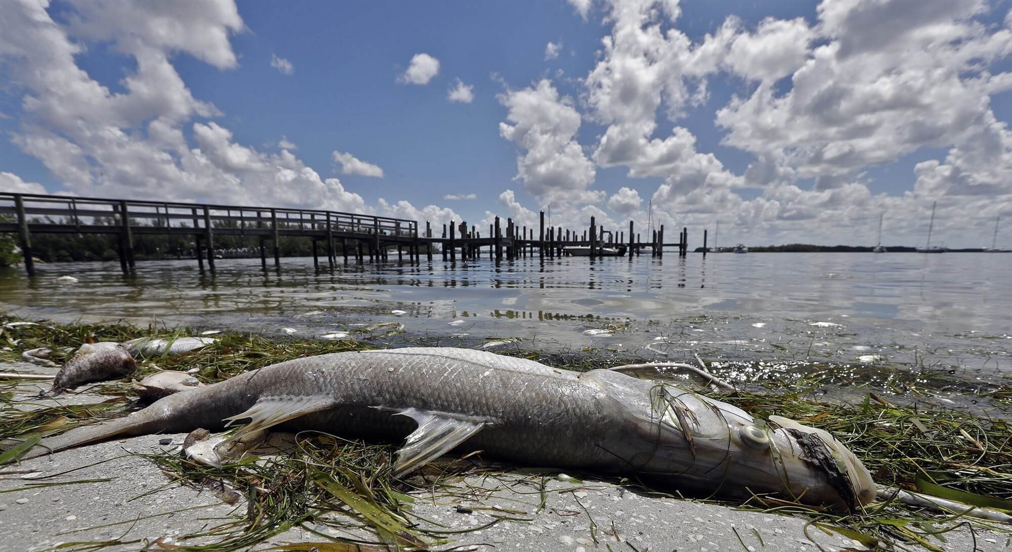 Thủy triều đỏ chót khiến cho những động vật hoang dã vô đại dương bị tiêu diệt sản phẩm loạt