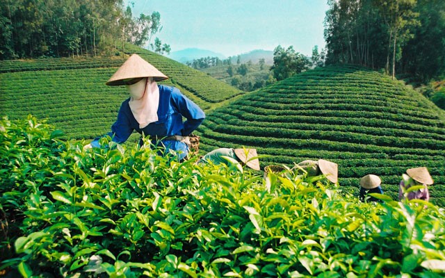 Ứng dụng quan trọng của Kẽm sunfua trong ngành nông nghiệp Việt Nam