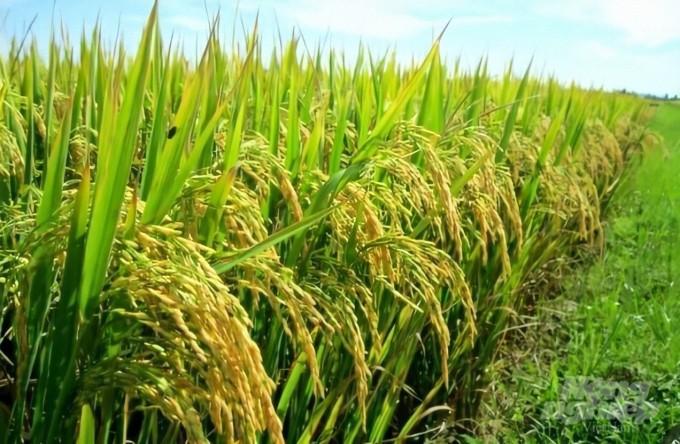 Mangan sulfate góp phần nâng cao năng suất và chất lượng nông sản Việt Nam