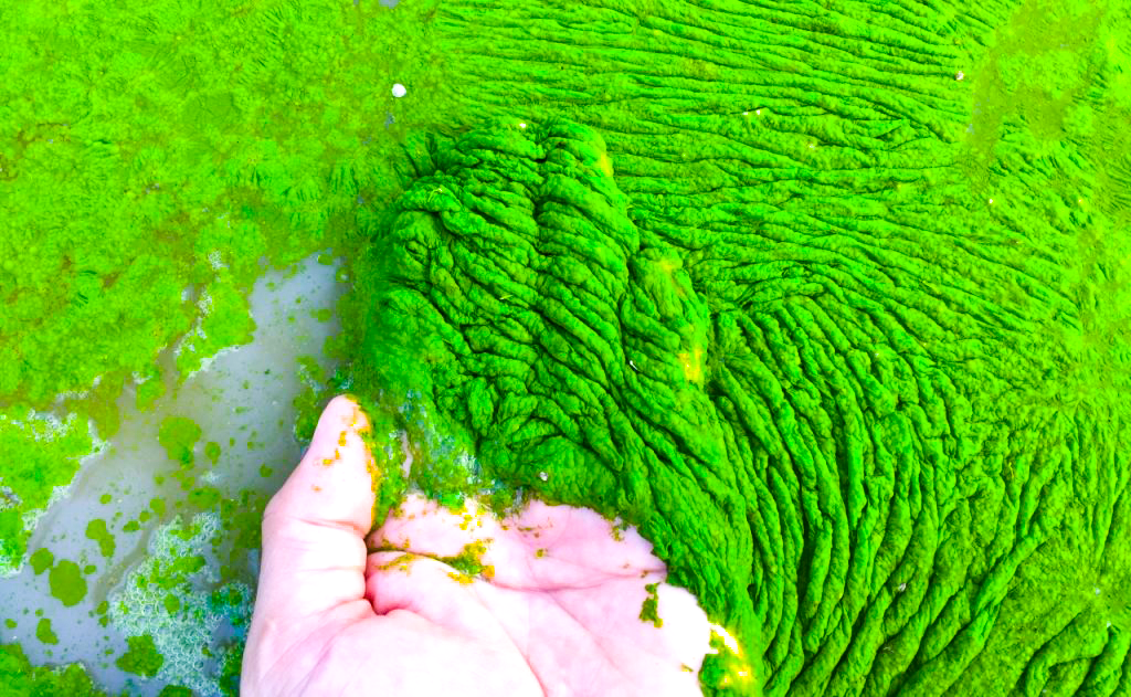 Đồng sunfat được dùng để xử lý rong tảo hiệu quả 