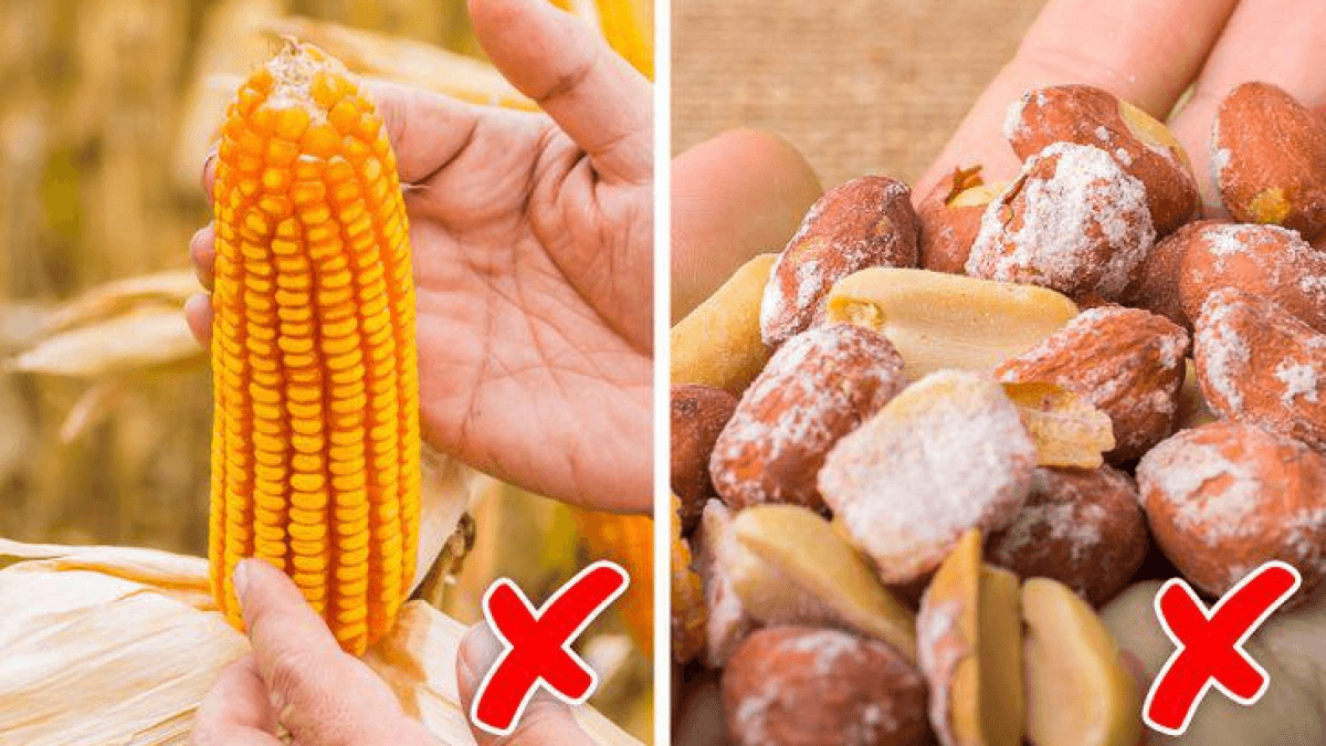 Các loại ngũ cốc dễ bị nhiễm độc tố aflatoxin