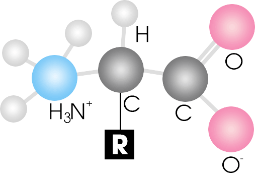 Cấu trúc của axit amin