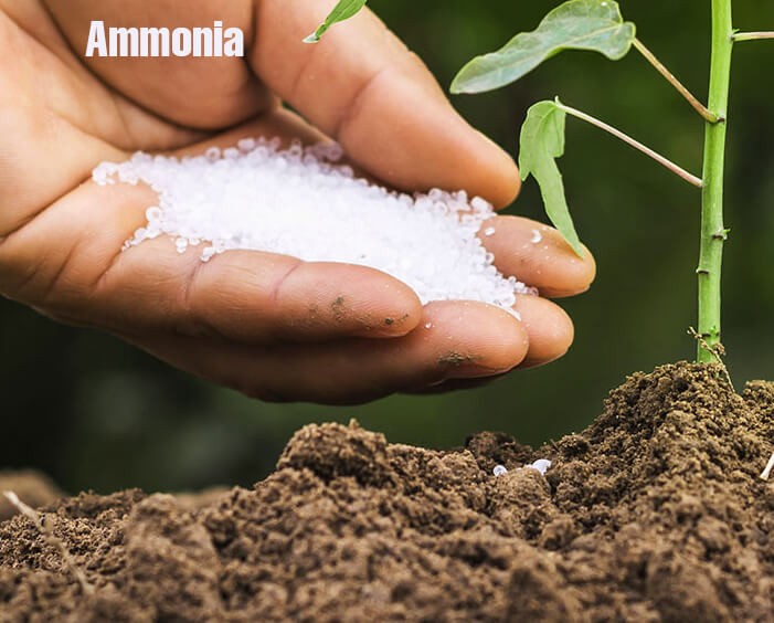 Dung dịch amoniac được làm phân bón