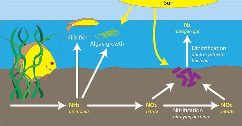 Quá trình nitrat hóa diễn ra do các vi khuẩn sống trong đất,...