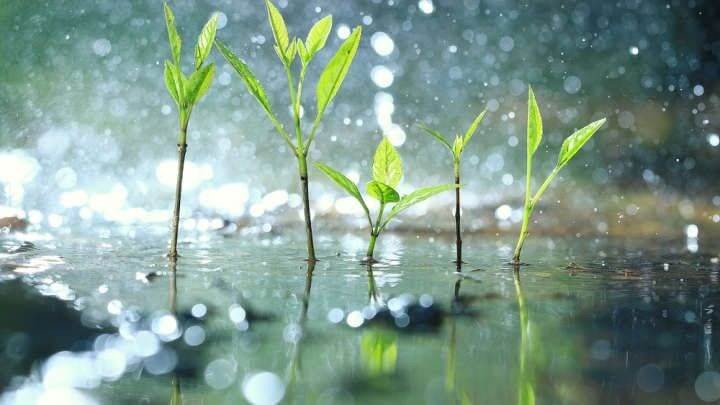 Khi mưa xuống làm ngấm lượng nitrat dư xuống lòng đất, có thể gây ô nhiễm nguồn nước