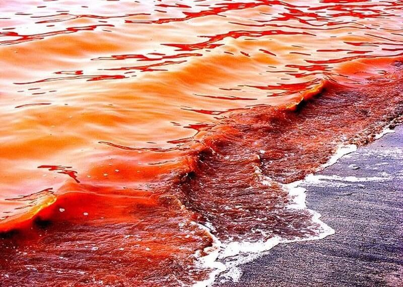 Hình ảnh về hiện tượng thủy triều đỏ