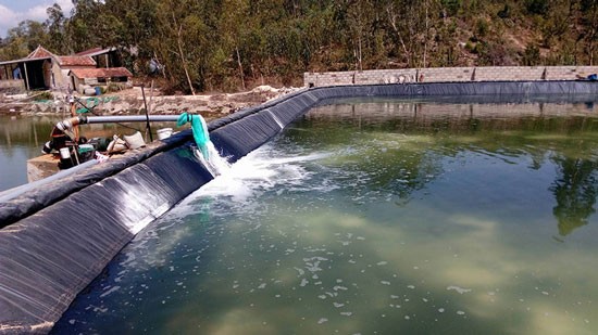 Xử lý nước thải chứa phốt pho bằng giải pháp lọc sinh học