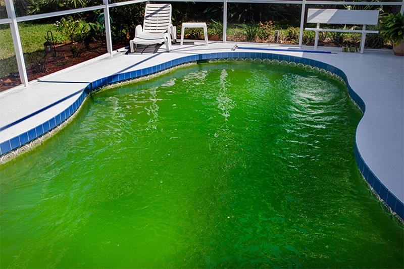Cách xử lý nước hồ bơi khi có nhiều rong rêu phát triển, nước có màu xanh