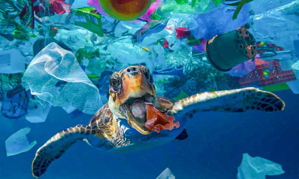 Chất thải nhựa gây nguy hiểm cho sinh vật biển khi thải ra biển