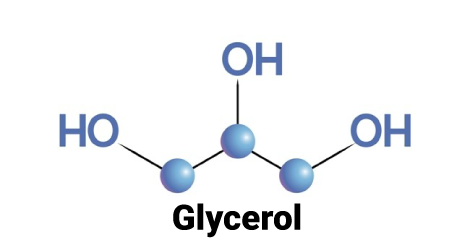 Cấu tạo phân tử Glycerine
