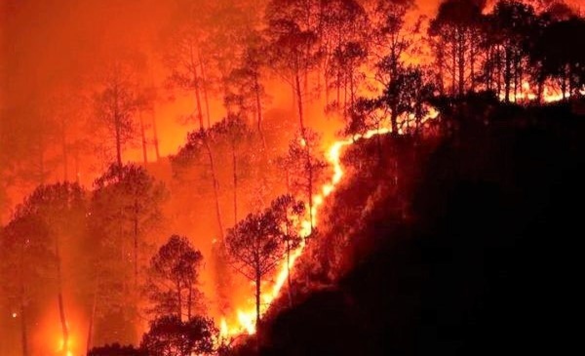 Hiệu ứng nhà kính khiến nạn cháy rừng ngày một tăng