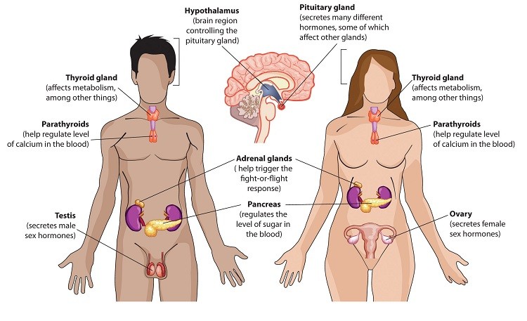 protein-tham-gia-cau-tao-hormone